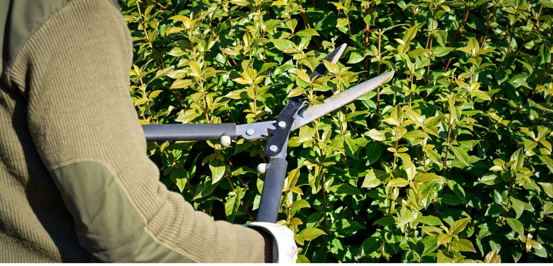 Hedge Trimming in Pretoria East