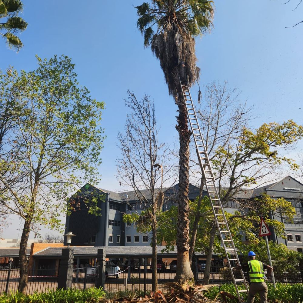 Tree Cutting & Pruning in Pretoria East