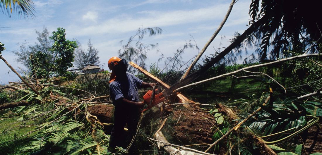 Tree Removal in Pretoria East