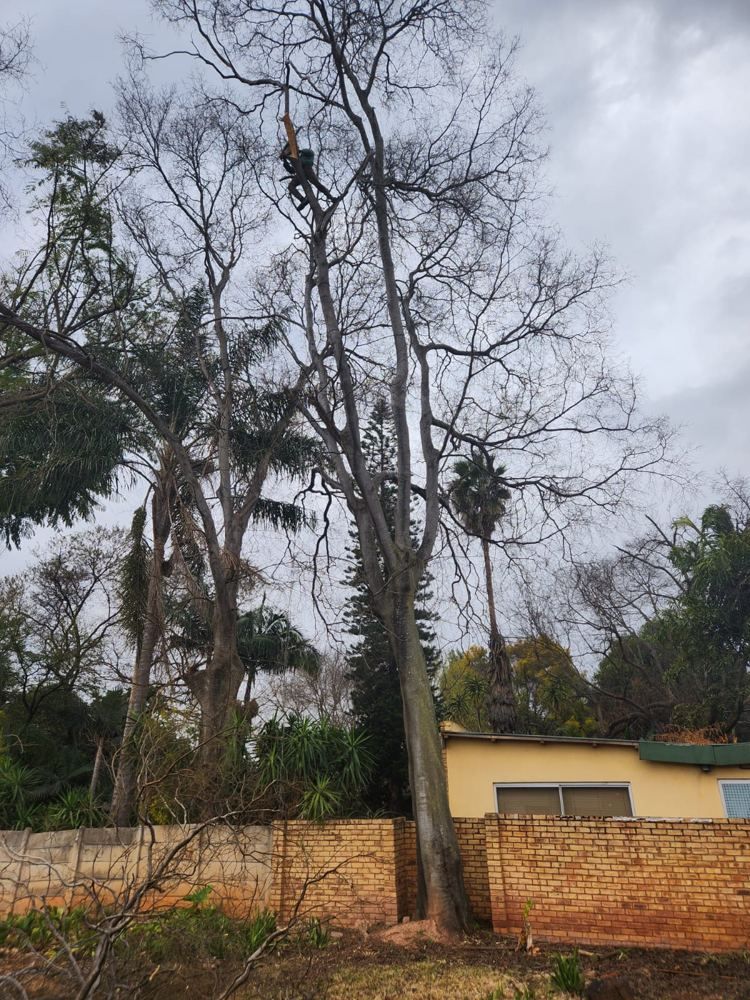 Large tree next to a boundary wall, taken down from the top in sections - climbing in