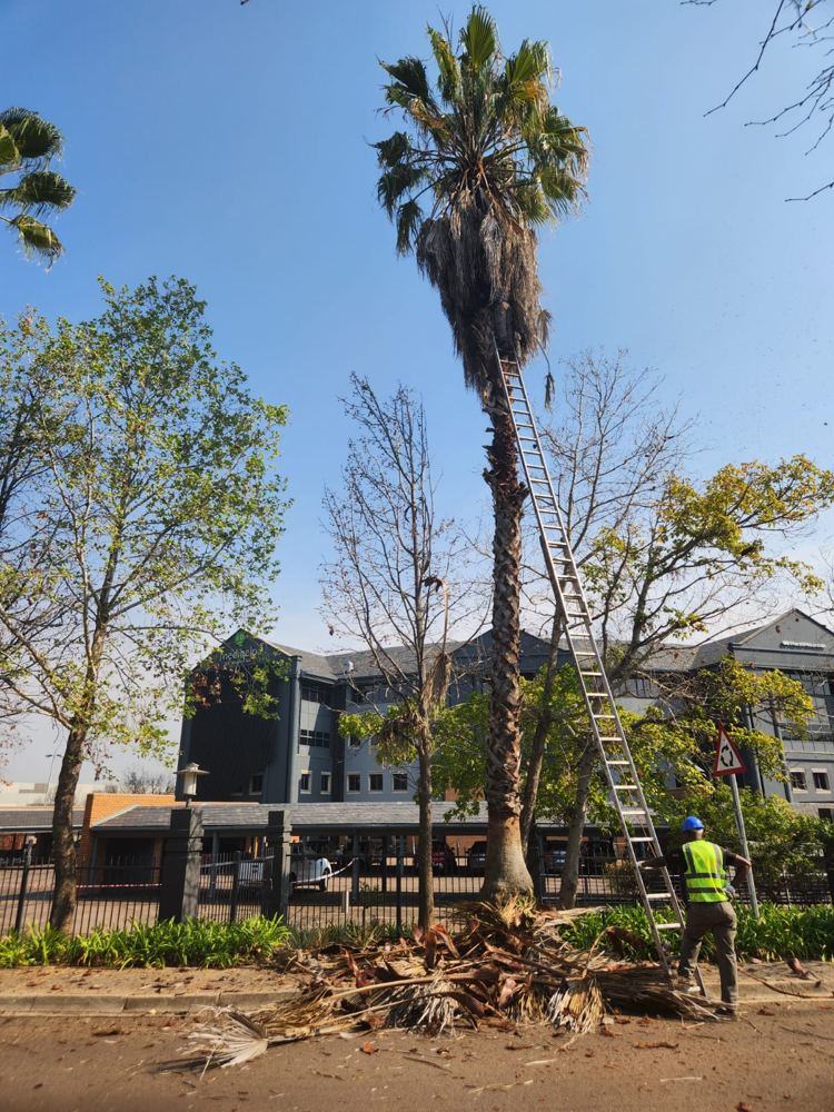 Tall palms cleaned: dead fronds cut and piled for removal